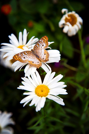 Thirsty for Daisies