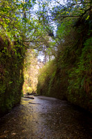 Spring in Fern Canyon