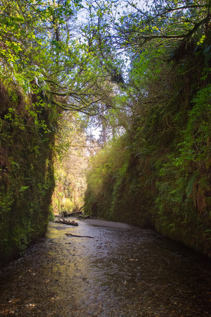 Spring in Fern Canyon