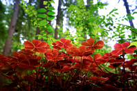Colors of the Redwood Coast-Sorrel