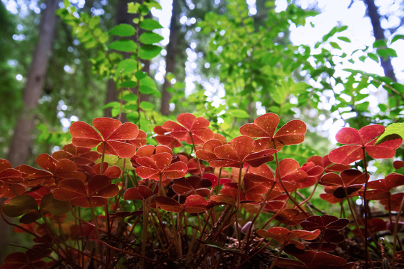 Colors of the Redwood Coast-Sorrel