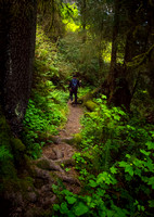 Del Norte Coast Redwoods State Park