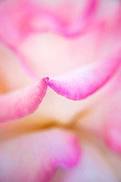 Fold in a Rose Petal