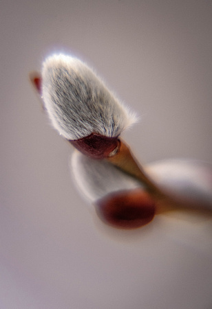 Salix gracilistyla-Pussy Willow
