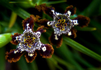 Starfish Iris (Ferraria Crispa)