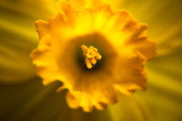 Daffodil (Narcissus) Macro
