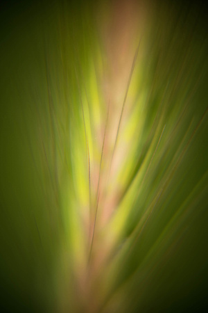 Grass macro - Wheat Stalk - Abstract
