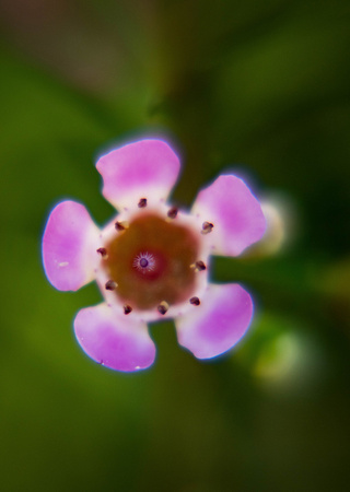 Flower macro