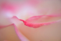 Rose abstracted