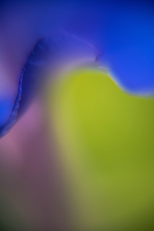 Morning Glory, abstracted