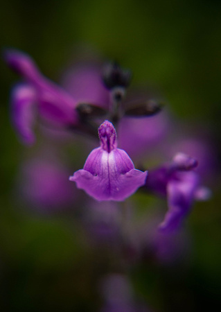Purple Salvia