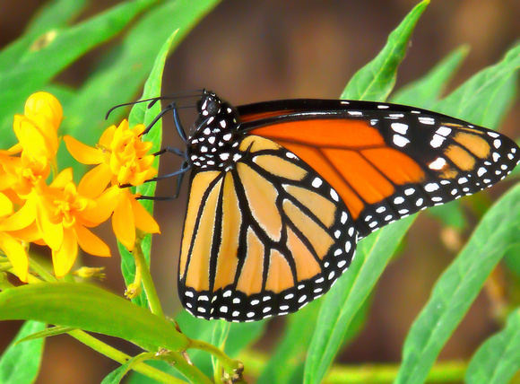 Monarch butterfly in soft focus