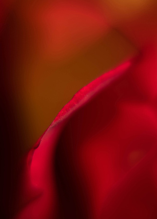 Rose abstracted