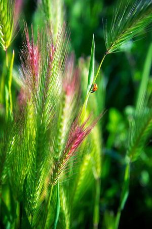 Ladybug on Wild Rye