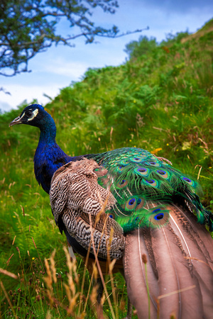 Peacock at Talisker House