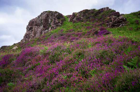 A hillside full of heather