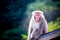 Arashiyama Macaque