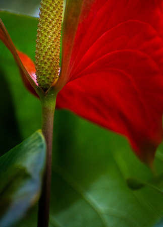 Lines of an anthurium