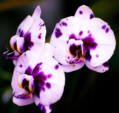 Spotted harlequin phalaenopsis