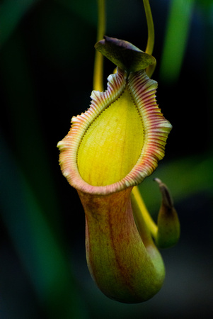 Pitcher Plant - Nepenthes Ventricosa