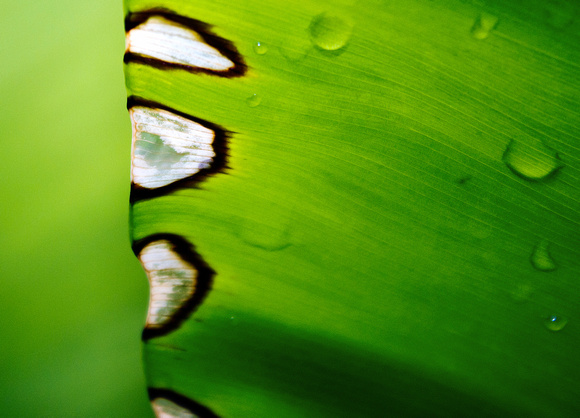 Abstract in Nature #2