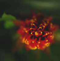 Red Pineapple Flower - red bromeliad, Billbergia Pyramidalis