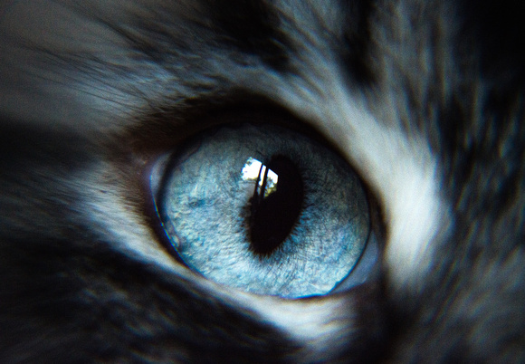 Yuki's Eye
