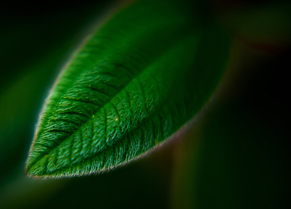 Trebuchiana Leaf