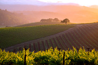 A Napa Valley Vineyard