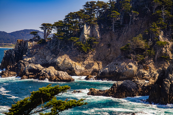 Monterey Cypress at Cypress Cove, Point Lobos