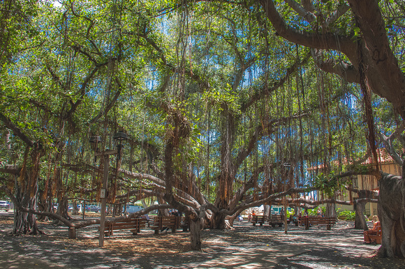 The Famous Lahaina Banyan Tree